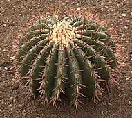 Echinocactus platyacanthus