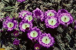 Echinocereus berlandieri - Holly Gate Cactus Nursery reference collection