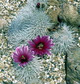 Echinocereus engelmannii - Holly Gate Cactus Nursery reference collection