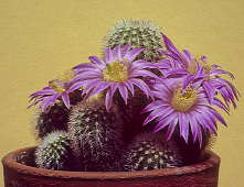 Echinocereus lauii - cultivated, flower