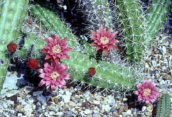 Morangaya pensilis - Holly Gate Cactus Nursery reference collection Morangaya pensilis - Holly Gate Cactus Nursery reference collection