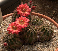 Echinocereus polyacanthus