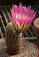 Echinocereus pectinatus