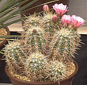 Echinocereus coccineus