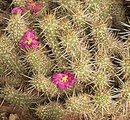 Echinocereus brandegeei