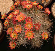 Echinocereus polyacanthus subs. mombergerianus