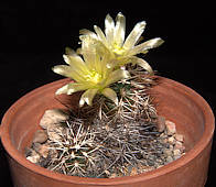 Echinocereus davisii