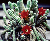 Echinopsis chamaecereus