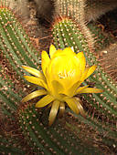 Echinopsis huascha