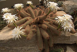 Echinopsis aff. strigosa