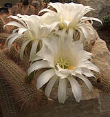 Echinopsis aff. strigosa