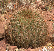 Echinopsis formosa