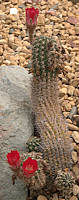 Echinopsis backebergii