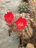 Echinopsis backebergii