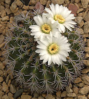 Echinopsis spiniflora