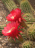 Echinopsis huascha