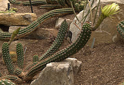 Echinopsis thelegona