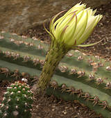 Echinopsis thelegona