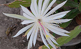 Epiphyllum hookeri - photo: Cindi Powell 2015