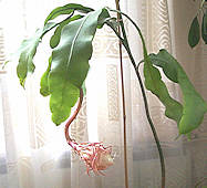 Epiphyllum oxypetalum