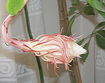 Epiphyllum oxypetalum