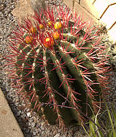 Ferocactus pilosus