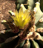 Ferocactus glaucescens