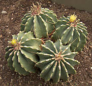 Ferocactus glaucescens