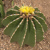 Ferocactus schwarzii