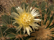 Ferocactus hystrix