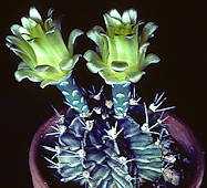 Gymnocalycium friedrichii