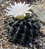 Gymnocalycium achirasense - Holly Gate Cactus Nursery reference collection