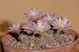 Gymnocalycium lafeldense = bruchii - cultivated