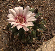 Gymnocalycium pflanzii