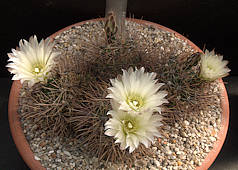 Gymnocalycium gibbosum