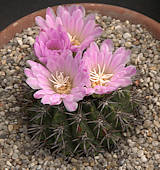 Gymnocalycium monvillei ssp.horridispinum