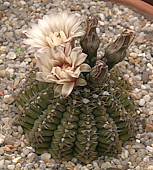 Gymnocalycium parvulum