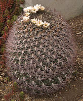 Gymnocalycium saglionis