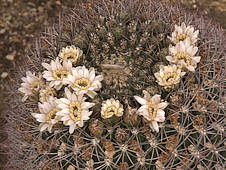 Gymnocalycium saglionis