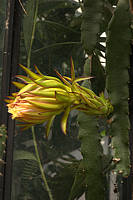 Hylocereus costaricensis