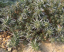 Maihuenia patagonica - RBG Kew