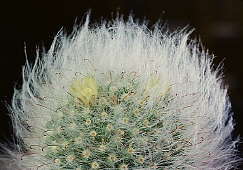 Mammillaria bocasana (yellow flower) - cultivated