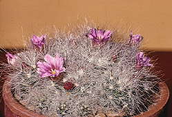 Mammillaria glassii - cultivated