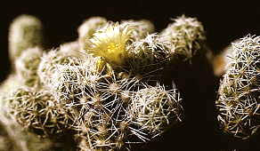 Mammillaria gracilis - cultivated