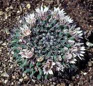 Mammillaria grusonii - Holly Gate Cactus Nursery reference collection