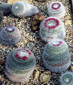 Mammillaria hahniana - Holly Gate Cactus Nursery reference collection