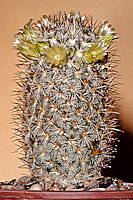 Mammillaria microhelia