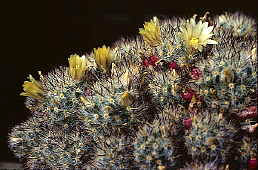 Mammillaria prolifera - cultivated