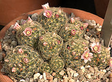 Mammillaria schiedeana