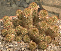 Mammillaria elongata